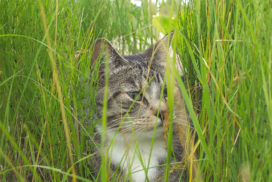 Grass and Cats