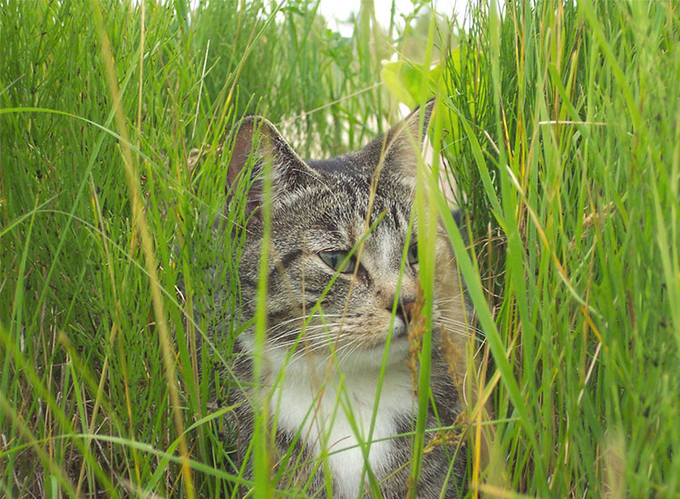 Grass and Cats