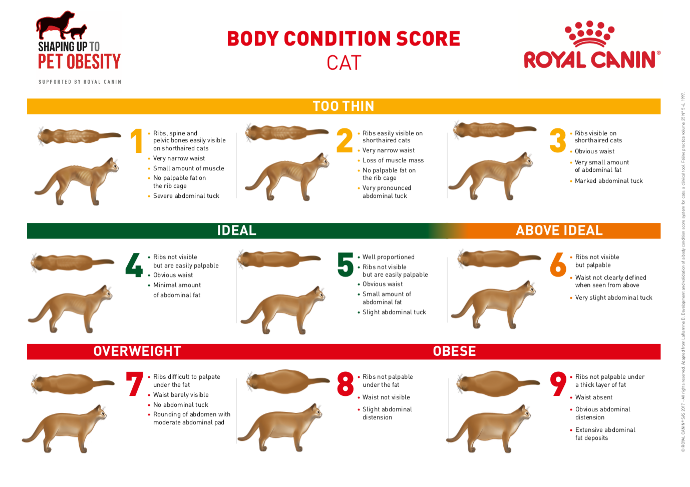 Scale Body Chart