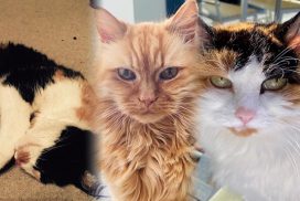 In Memory of Special Cats - Gizmo, Charlie and Molly